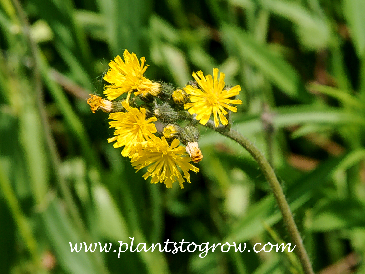 Yellow Hawkweed (Hieracium caespitosum) 
A cluster of yellow dandelion-like flowers clustered at the top of the stem.